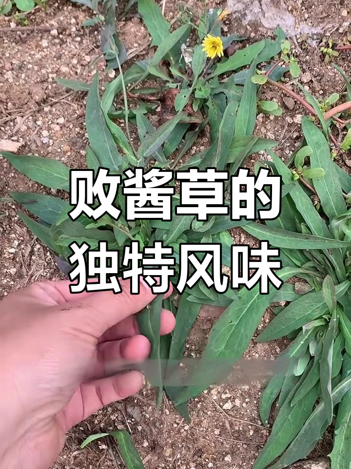 败酱草:苦菜与茶的完美结合