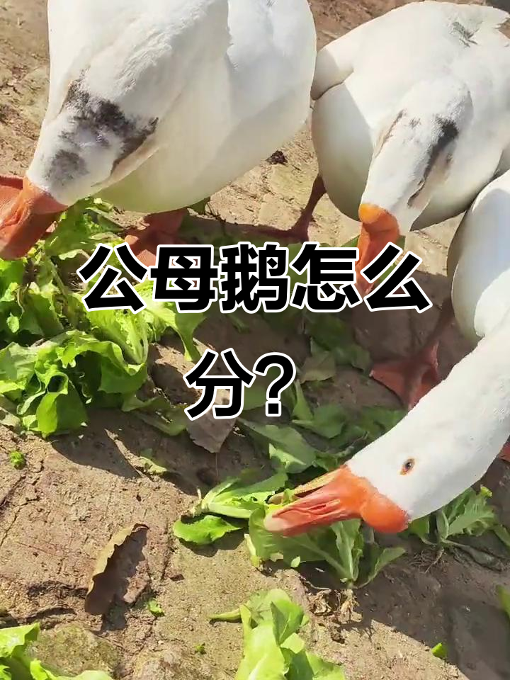 帮我分辨公母鹅,三花大白鹅性别大揭秘