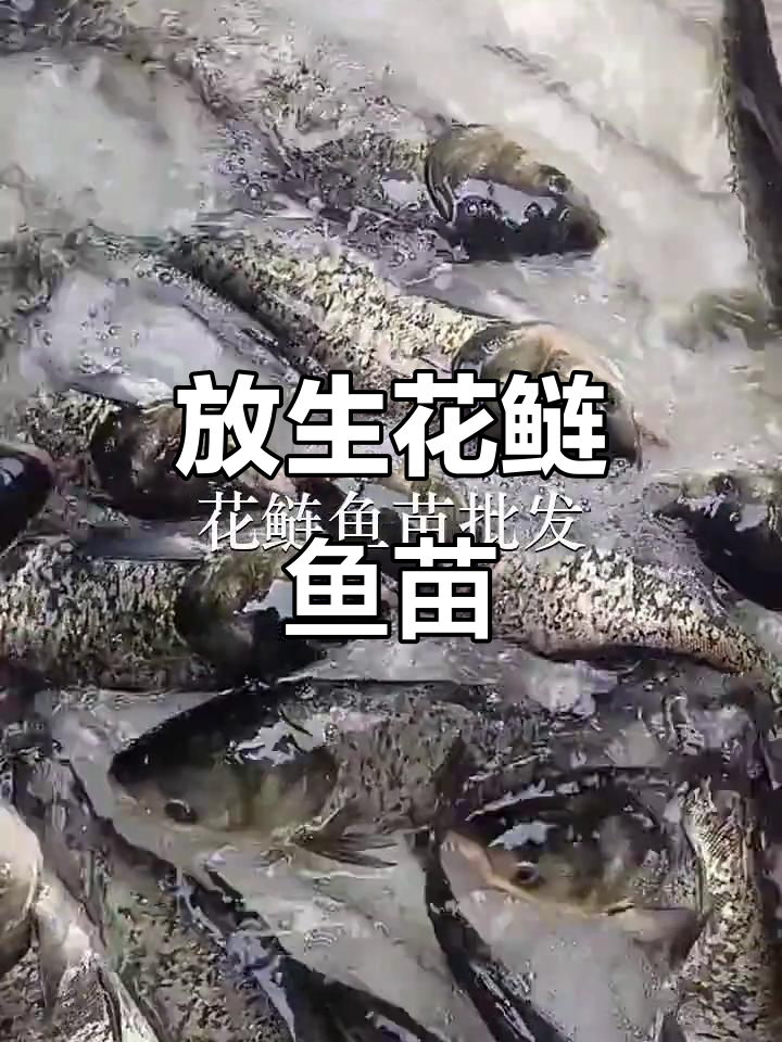 深圳罗湖与佛山乐平鱼苗场合作,放生花鲢鱼苗助力生态保护
