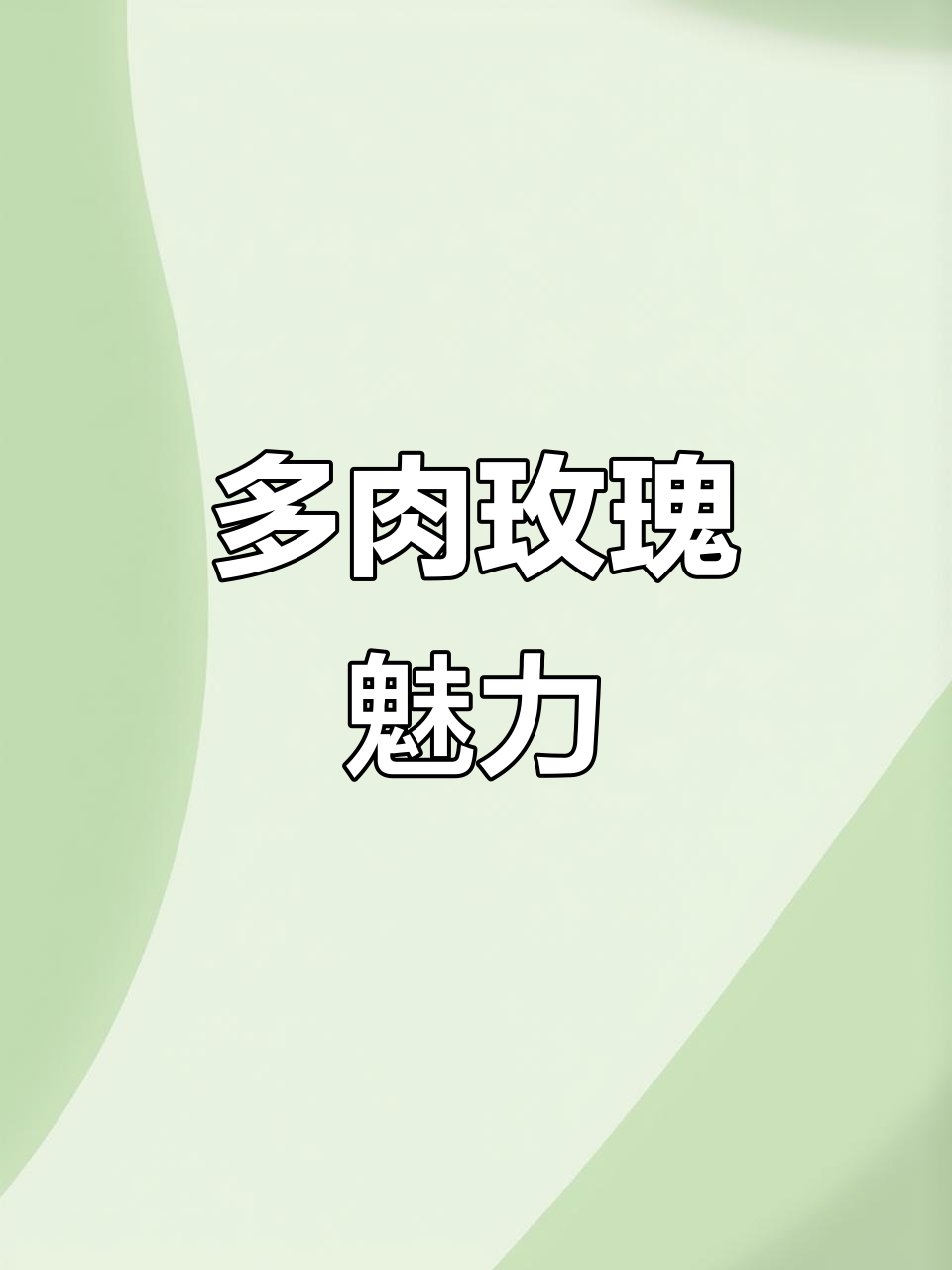 这多肉玫瑰既美又易养,还能繁殖,真是无法抗拒的诱惑!