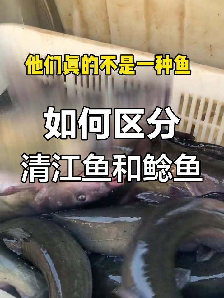 清江鱼与鲶鱼的辨别技巧