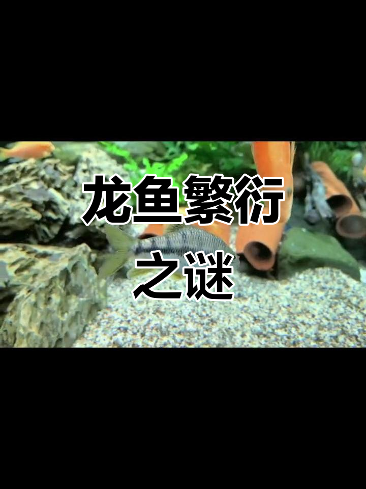 龙鱼繁殖揭秘,小鱼种类大比拼!