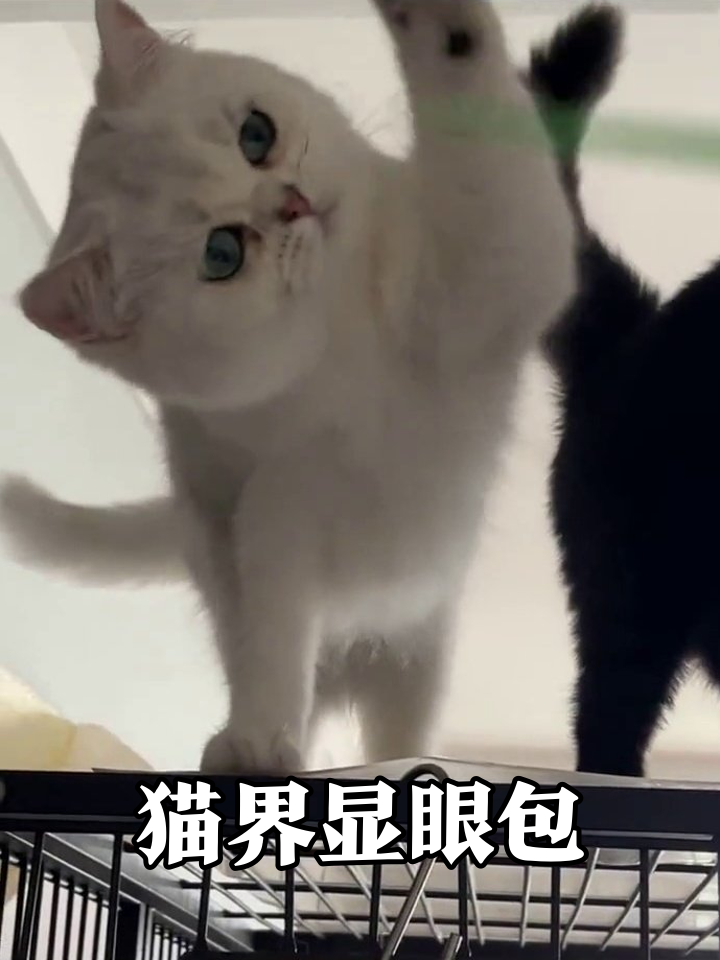 黑白猫为逗猫棒大打出手,优雅白猫秒变表情包
