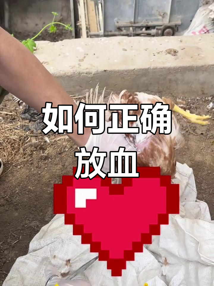 杀鸡放血技巧大揭秘
