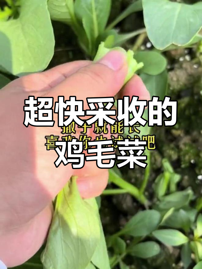 鸡毛菜,小油菜的嫩甜美味,20天就能采收!