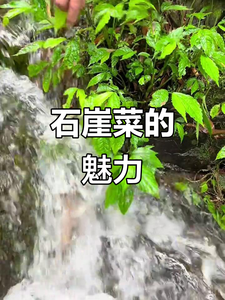 生长在陡峭石崖的独特野菜,美味又赏心悦目