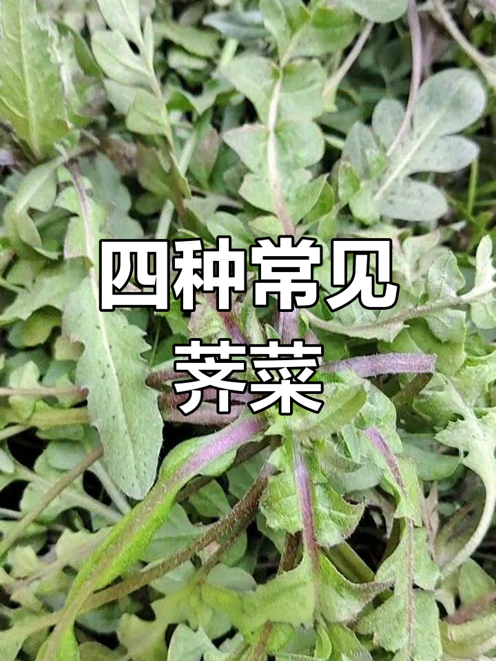 荠菜的四种类型与别名