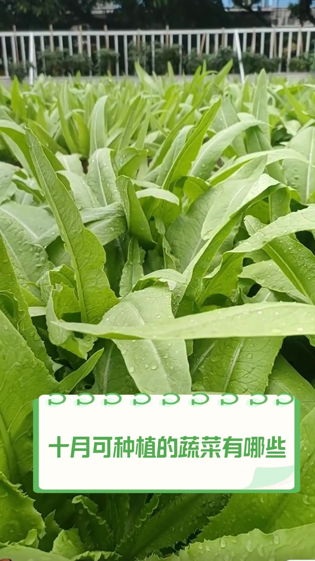 十月可种植的蔬菜有哪些