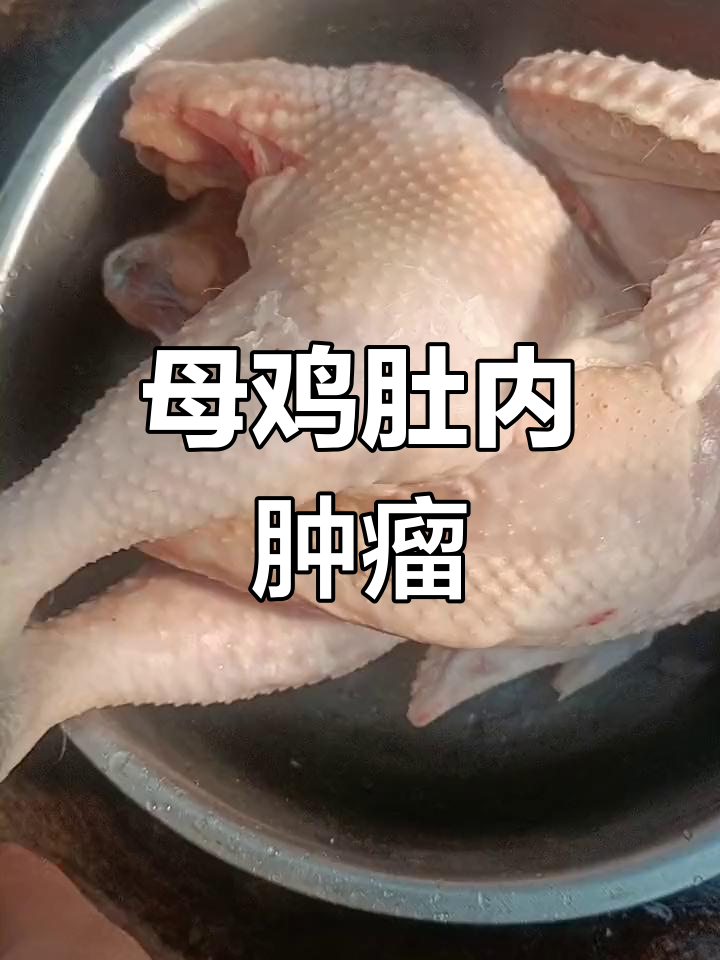 母鸡肚子里发现大瘤,决定不吃扔掉