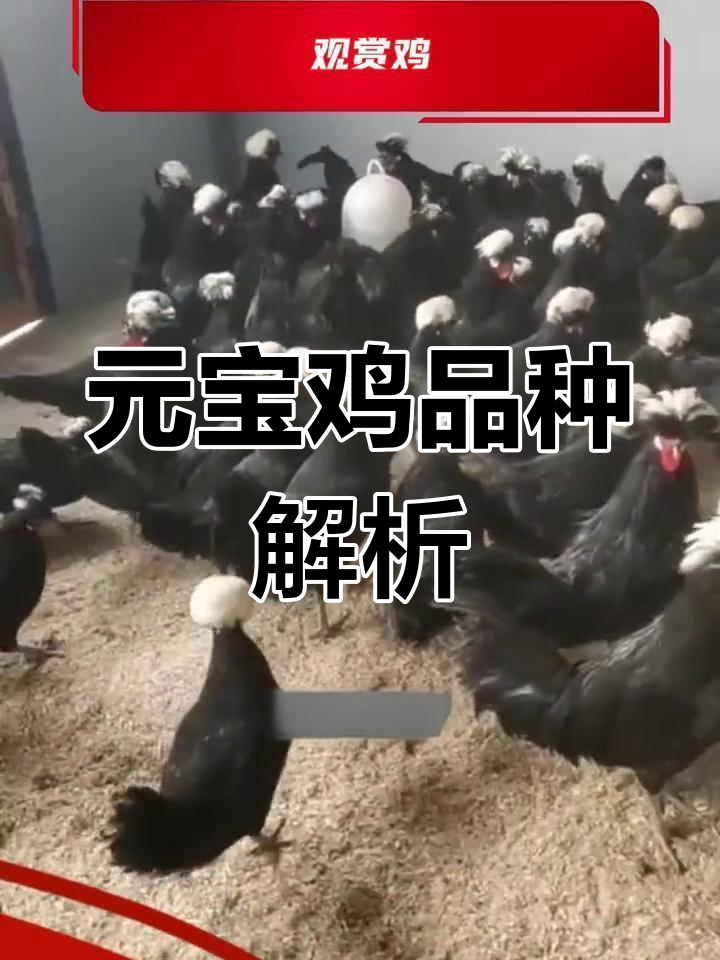 黔南州元宝鸡养殖指南
