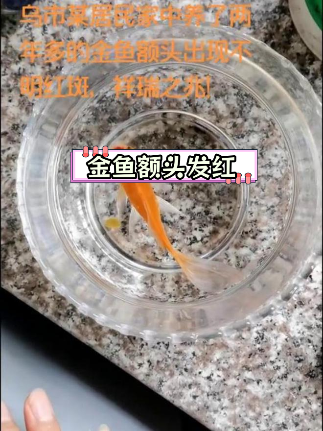 浙江金华金鱼额头现红斑,疑为祥瑞之兆