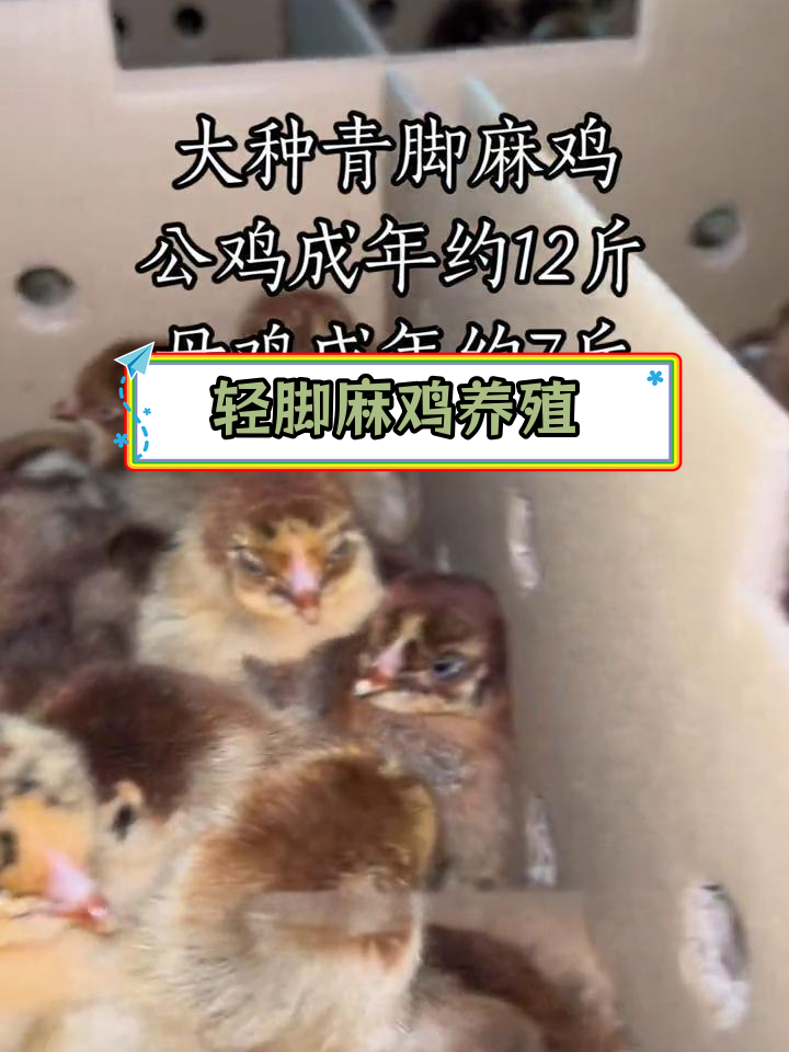 大种青脚麻鸡养殖指南:公母体重差异与抗病力