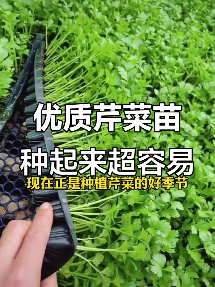 芹菜苗基地直发,简单种植轻松成活