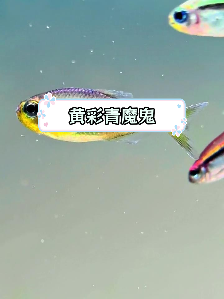 新种魔鬼灯鱼,蓝眼绿线与蓝缎带结合