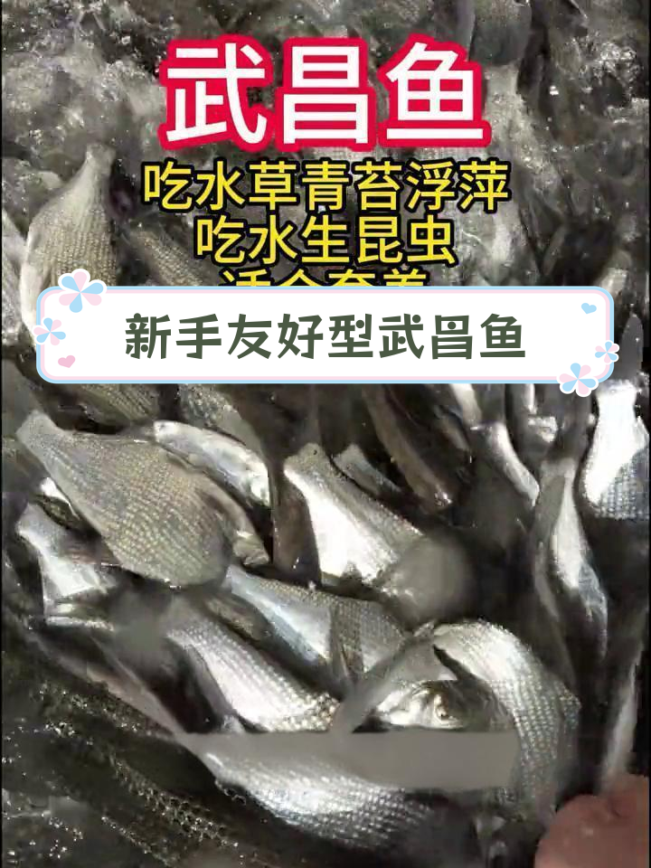 武昌鱼:适合新手养殖的杂食性鱼类
