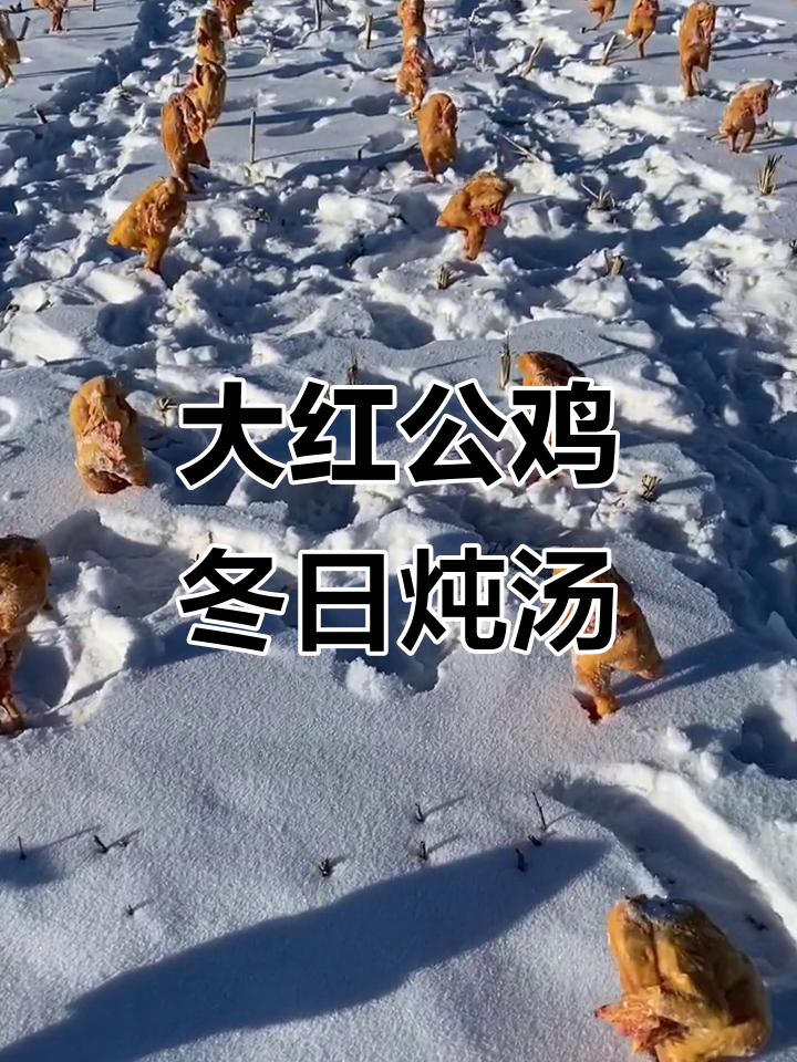 黑龙江散养大公鸡，冬季冻透后炖汤美味十足