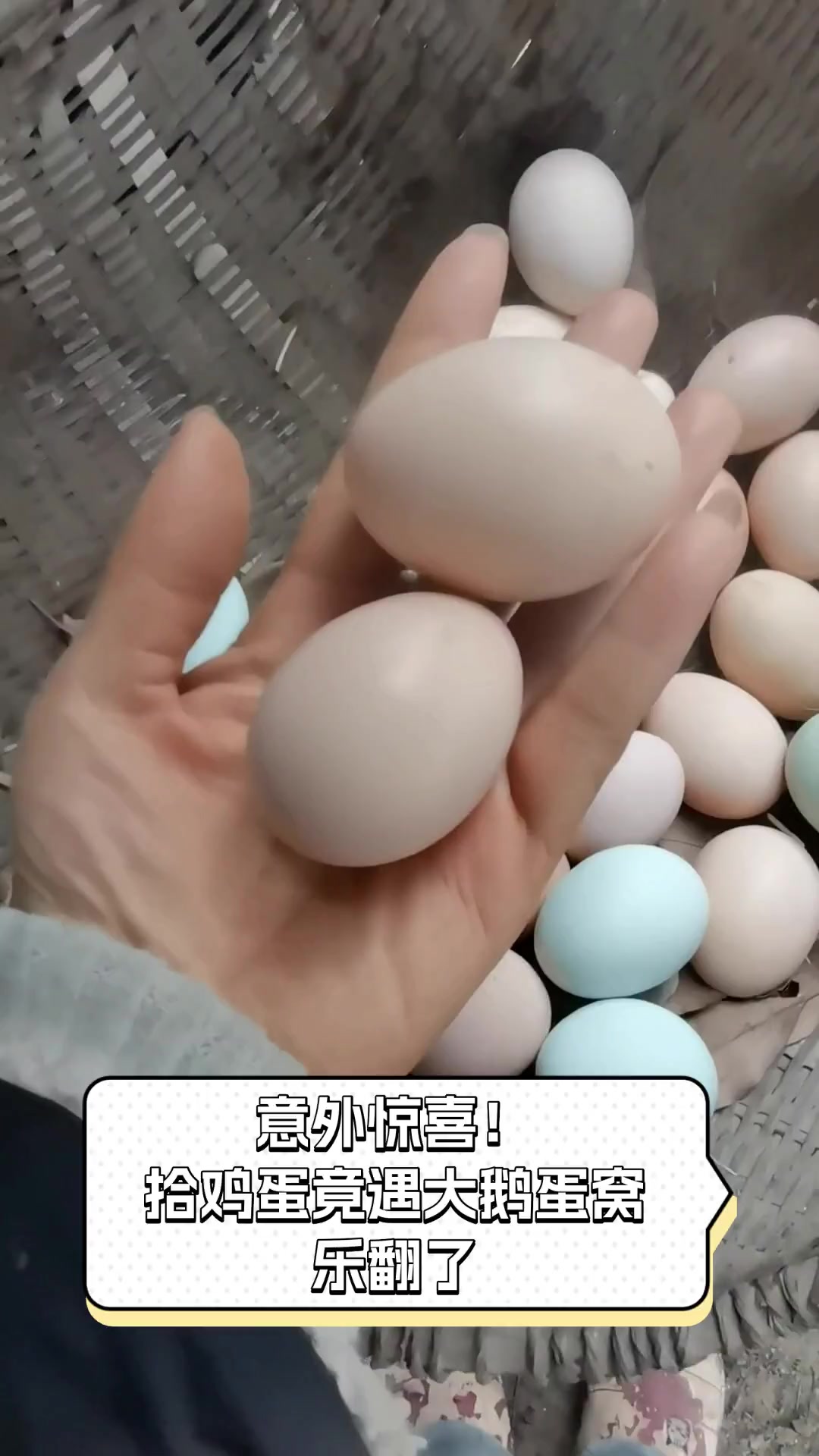 意外惊喜!拾鸡蛋竟遇大鹅蛋窝,乐翻了