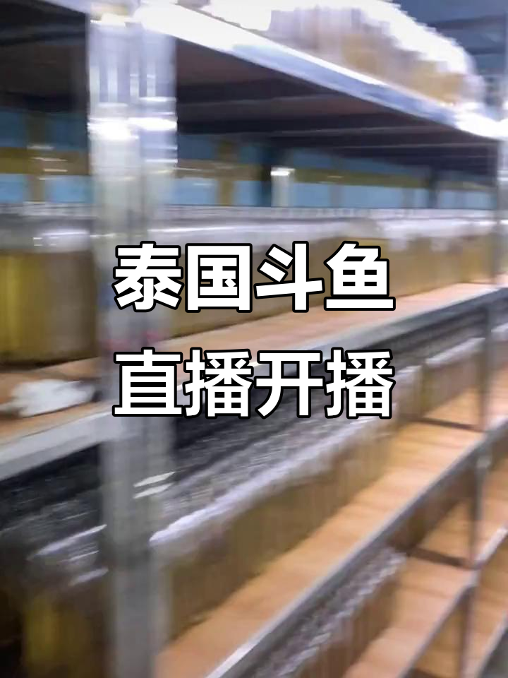 泰国斗鱼直播,九点开播喂食大揭秘