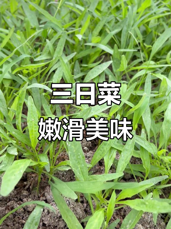青柳叶苋菜,三天就能收获!简单种植技巧大公开