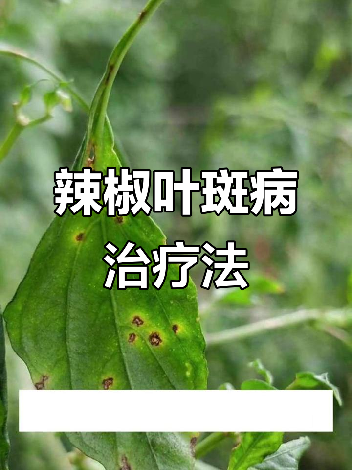 辣椒叶斑病防治技巧,简单三招让叶片恢复健康