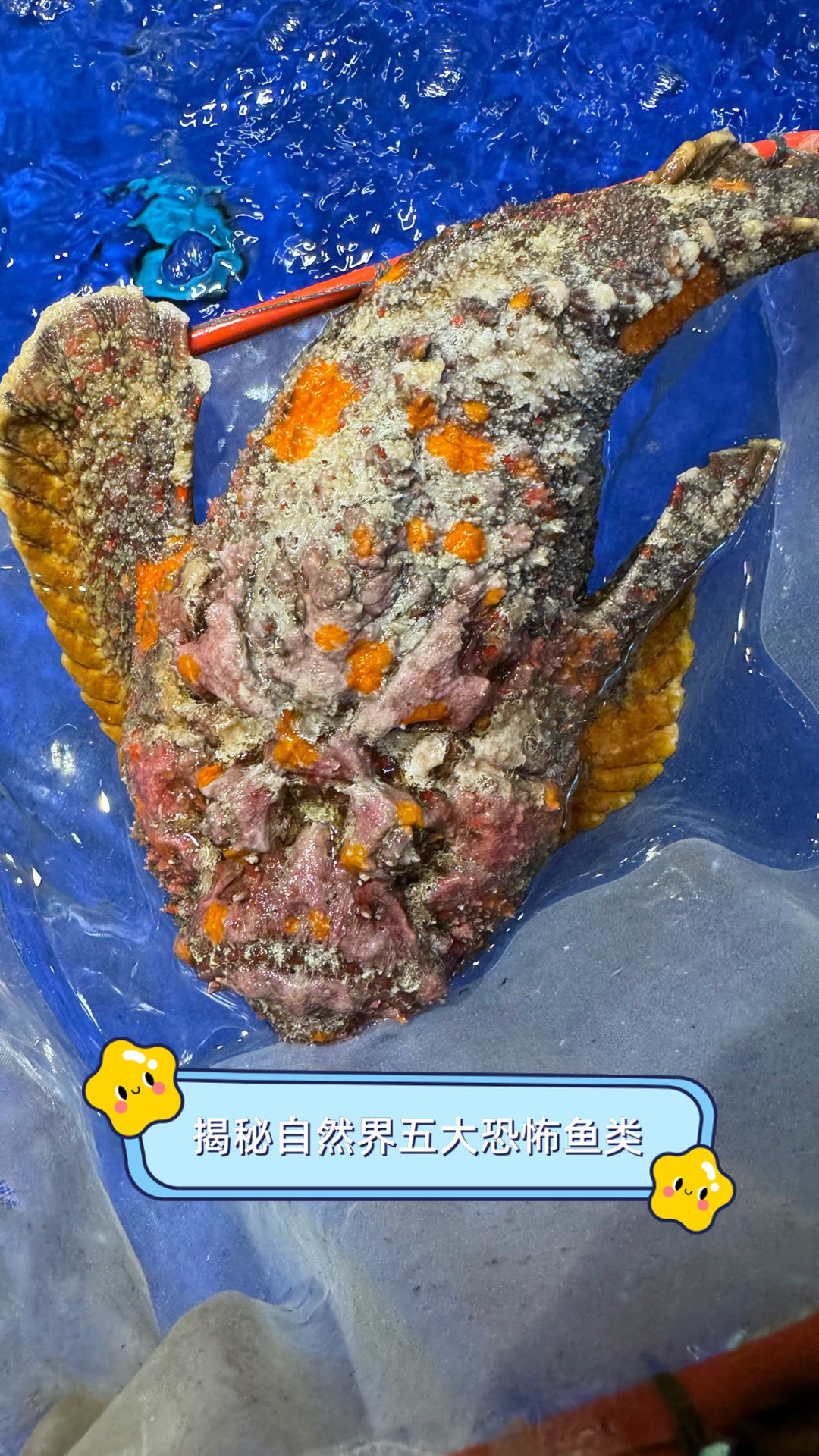 揭秘自然界五大恐怖鱼类