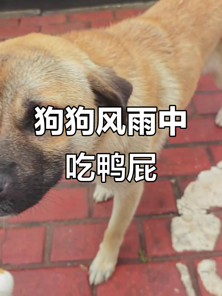 雨天狗狗躲车下吃鸭屁股,吃得津津有味