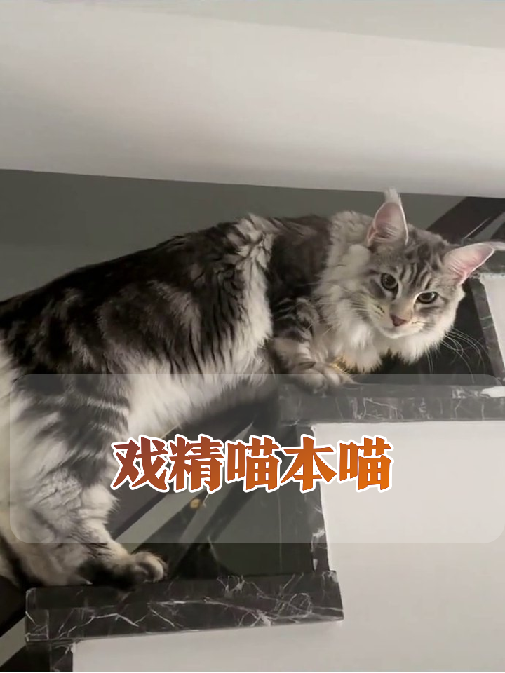 猫咪成精名场面:玩玩具拧麻花,爬高躲猫猫笑喷