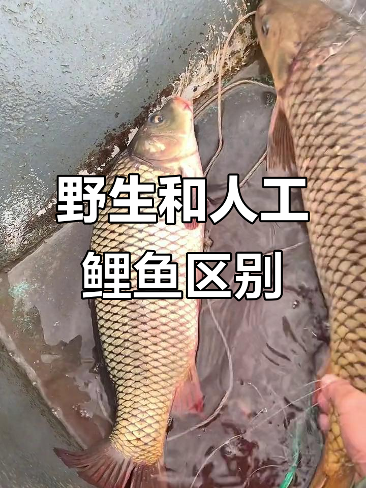 野生鲤鱼与养殖鲤鱼的差别,放生对比一目了然