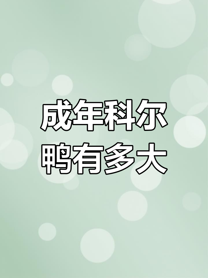 科尔鸭的体型与智商揭秘,超适合家养!
