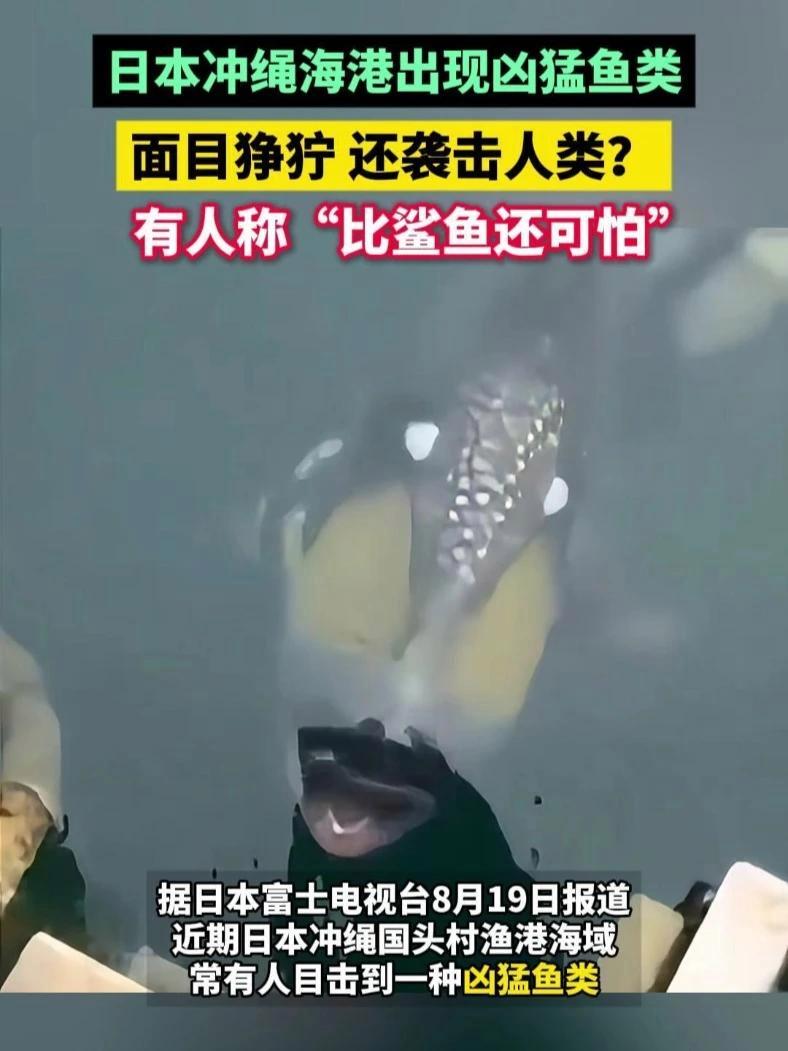 日本冲绳海港出现凶猛鱼类，面目狰狞，还袭击人类？当地水族馆专家称，这种鱼是褐拟鳞鲀繁殖期攻
