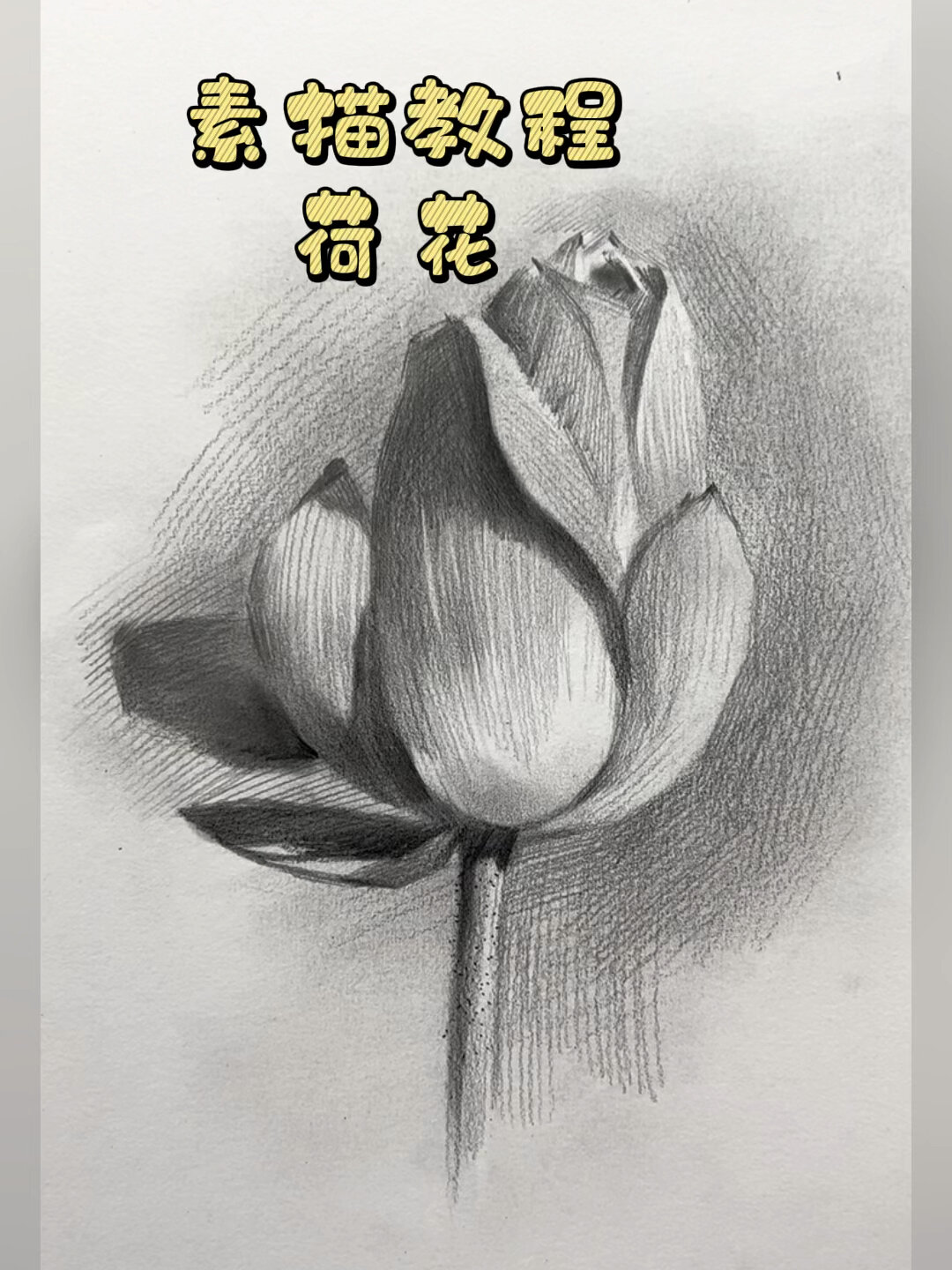 素描静物 荷花的绘画过程