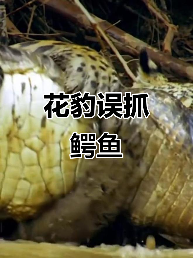 花豹捕鳗失败,意外捕获鳄鱼!