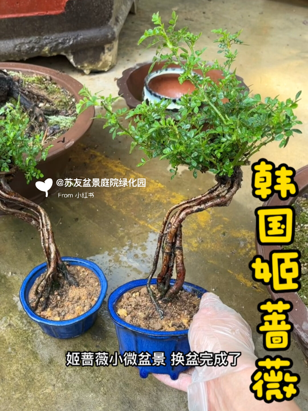 桌面开花植物高提根盆栽 韩国姬蔷薇来一棵