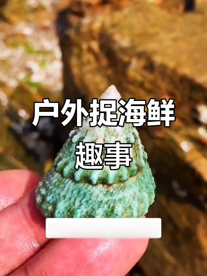 赶海抓海鲜，意外发现奇特大鱼和肥美海胆