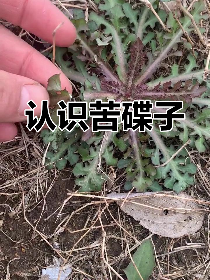 苦碟子:菊科草本植物,头痛牙痛必备良药