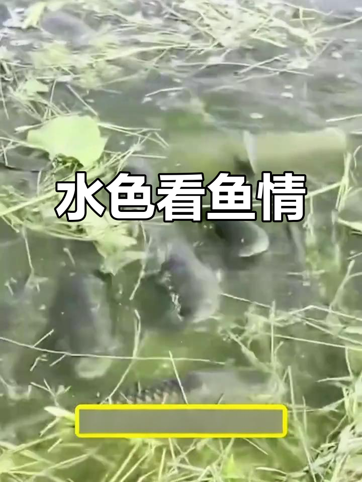 看水色辨鱼情,钓鱼技巧大揭秘