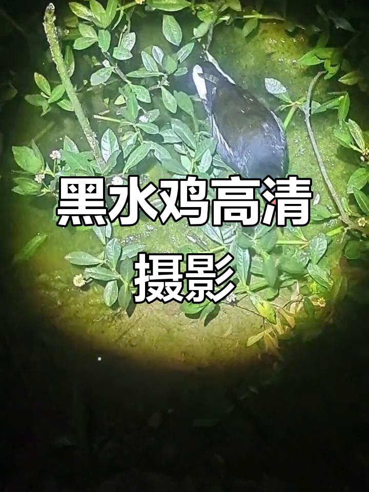 近距离拍摄黑水鸡,聆听自然之声