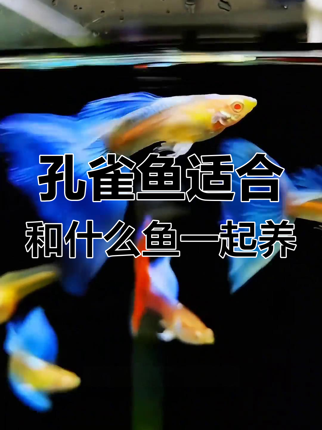 孔雀鱼与哪些鱼类混养最合适?