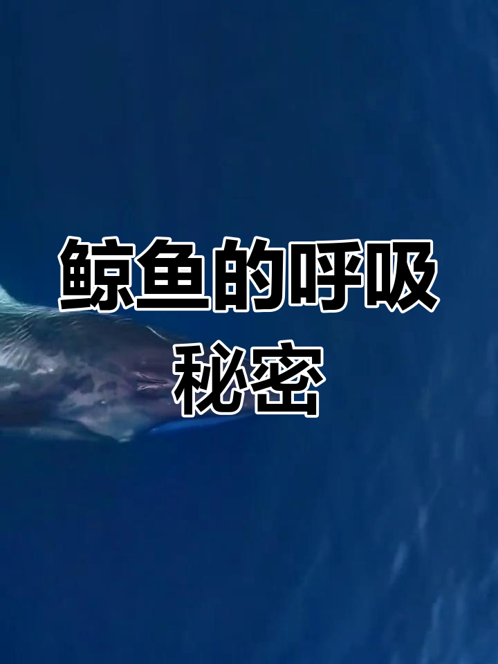 鲸鱼不是鱼类,而是哺乳动物