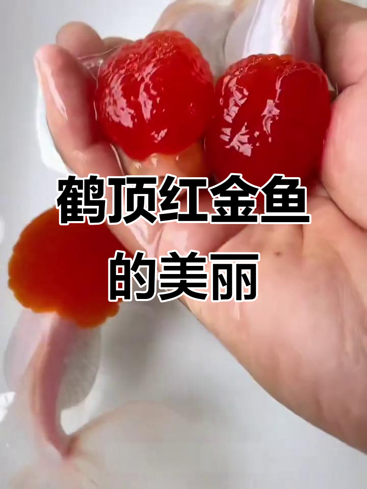 鹤顶红金鱼:优雅舞动,独特魅力让你爱不释手