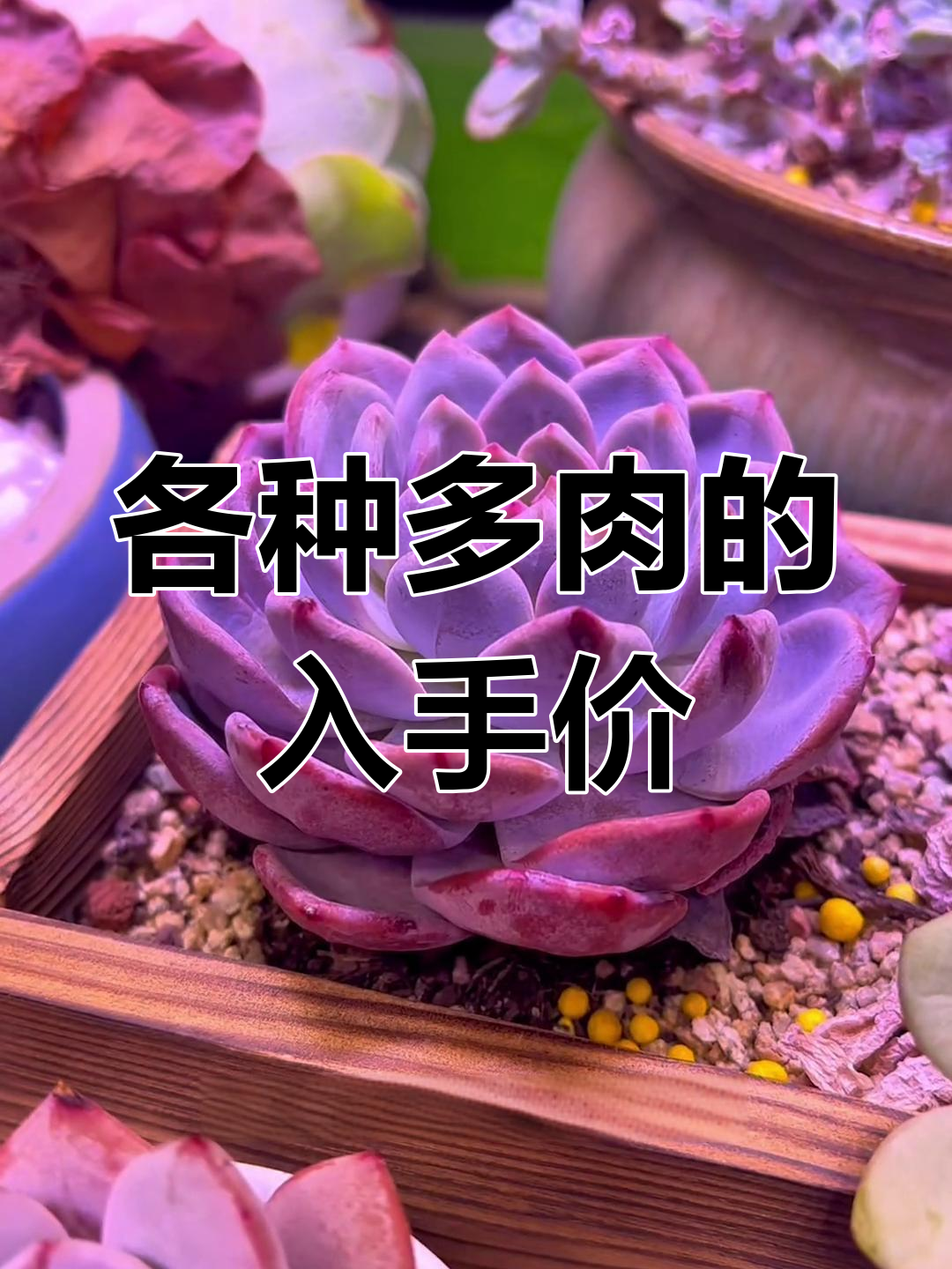 多肉植物价格大揭秘,贵不贵?