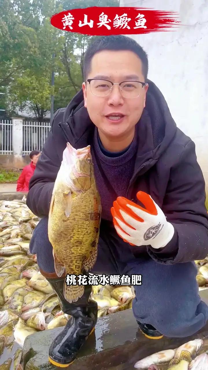 桃花流水鳜鱼肥,什么时候的鳜鱼好吃