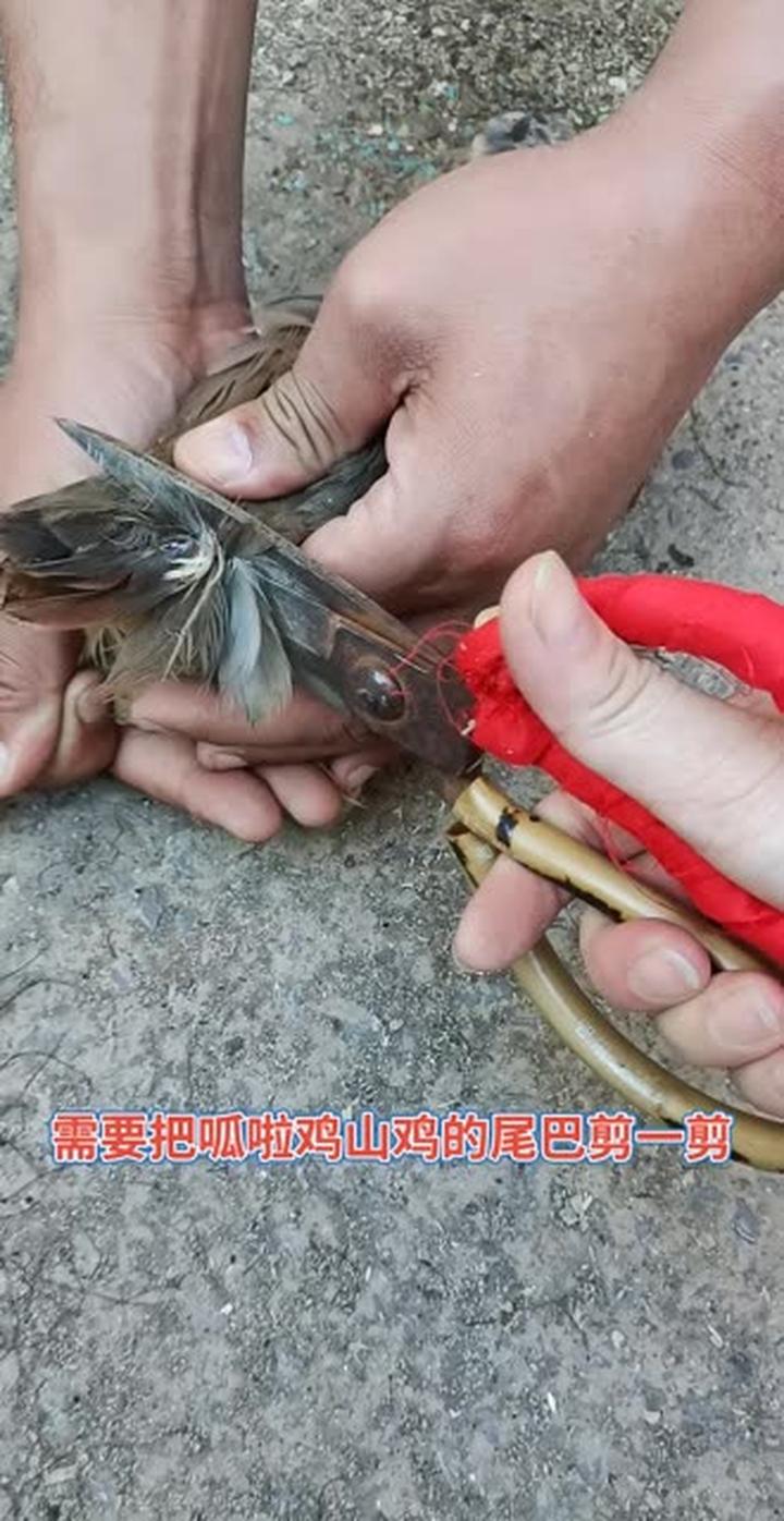 嘎啦鸡的尾巴能不能剪,剪的时候要注意啥?