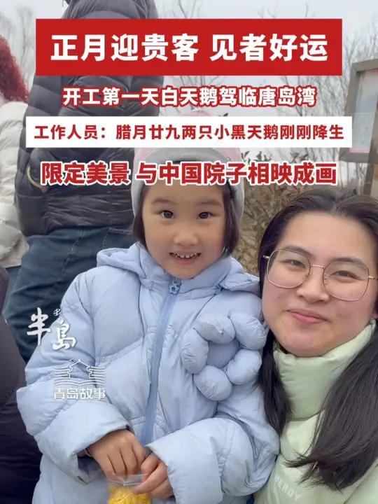 见者好运!开工第一天白天鹅“驾临”唐岛湾,与中国院子相映成画,祝大家在新的一年里平安喜乐,