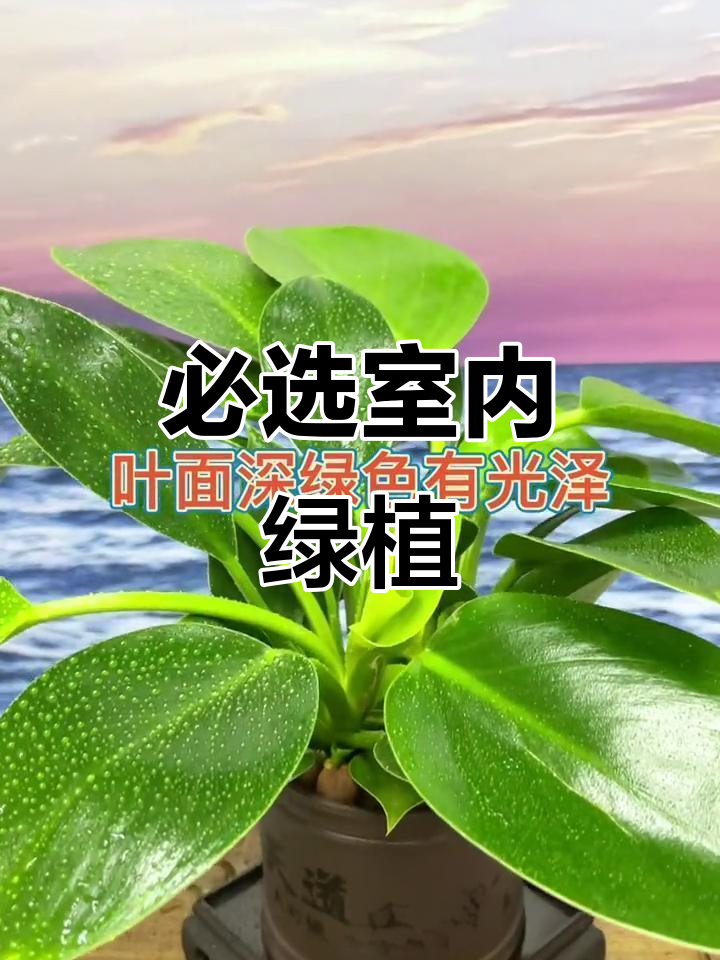室内绿植推荐:金钻、吉利红与发财树,美观又好养
