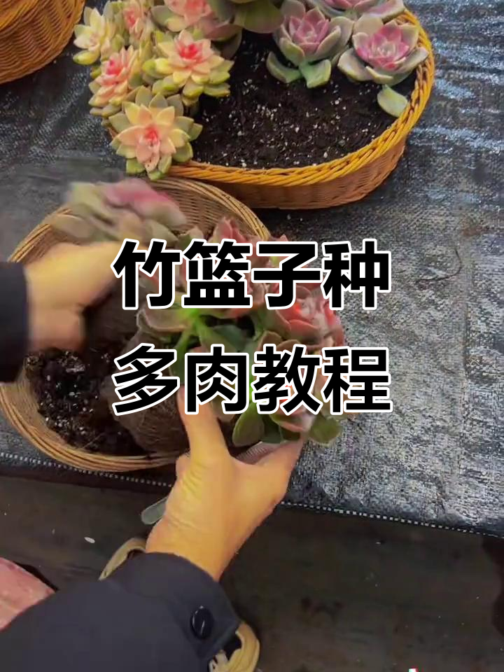 用竹篮子种多肉，省钱又透气，轻松打造美丽小花园
