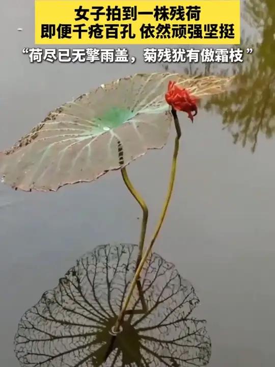 女子拍到一株残荷,即便千疮百孔,依然顽强坚挺。女子拍到一株残荷,即便千疮百孔,依然顽强坚挺