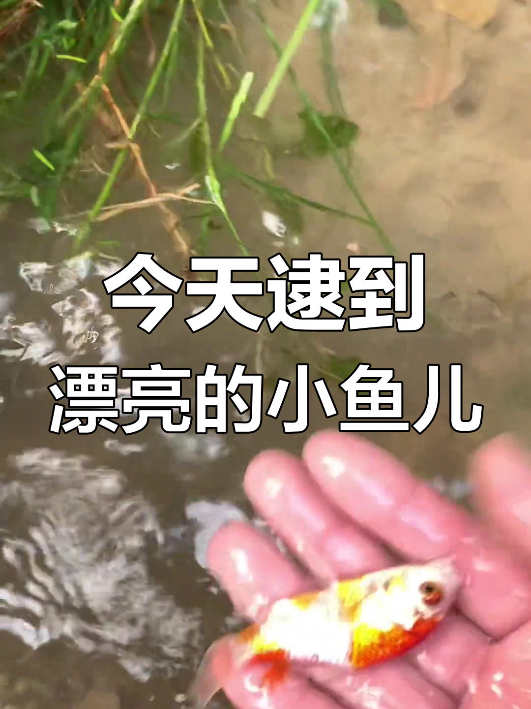 抓鱼摸虾,发现美丽小金鱼和石头上的小鱼