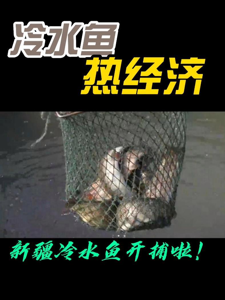 冷水鱼养出热经济,新疆虹鳟开捕啦!由于水质监测守护冷水鱼生长环境安全 水产养殖 新疆冷水鱼