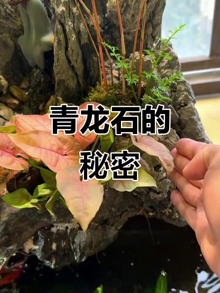 假山造景背后,青龙石独特纹路与造型成就精致景观